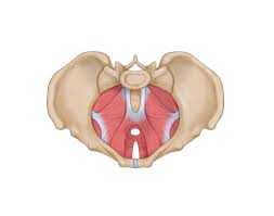 Pelvic floor cross-section. One modern method of training the pelvic floor is using magnetic waves.